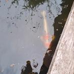 3 koi's te koop, Dieren en Toebehoren, Vissen | Vijvervissen