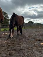 2-jarige quarters, Dieren en Toebehoren, Minder dan 160 cm, 0 tot 2 jaar, Zadelmak, Gechipt