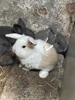 Franse hangoren te koop, Dieren en Toebehoren, Konijnen, Meerdere dieren, Middelgroot, Hangoor, 0 tot 2 jaar