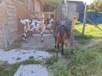 2 nubische geiten miekes, Dieren en Toebehoren, Schapen, Geiten en Varkens, Vrouwelijk, Geit, 0 tot 2 jaar