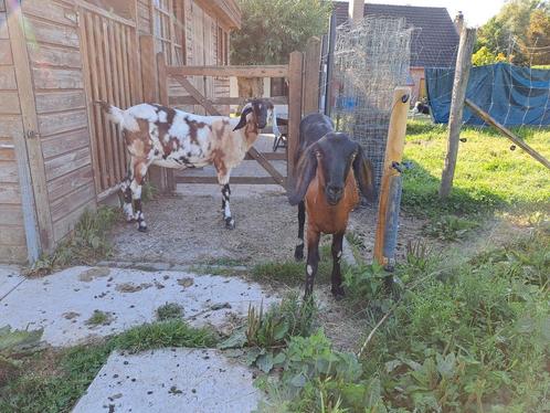 2 nubische geiten miekes, Dieren en Toebehoren, Schapen, Geiten en Varkens, Geit, Vrouwelijk, 0 tot 2 jaar