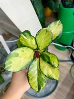 Hoya australis lisa, Ophalen of Verzenden