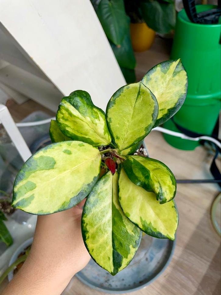 Hoya australis lisa, Huis en Inrichting, Kamerplanten, Ophalen of Verzenden