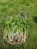Boshyacint bollen, Tuin en Terras, Planten | Tuinplanten, Ophalen