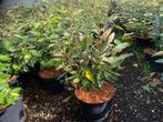 Saule olive, Jardin & Terrasse, Plantes | Arbustes & Haies, Enlèvement, Arbuste
