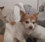 Beau gosse pour reproduction, Maison & Meubles, Enlèvement