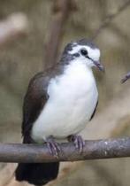 Tamboerijn doffer 25