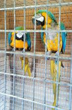 Couple d'aras ararauna - nouveau prix, Plusieurs animaux, Perroquet, Bagué