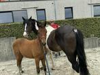 Prachtige bonte merrie, Dieren en Toebehoren, Paarden, Merrie, Springpaard, Minder dan 160 cm, Gechipt