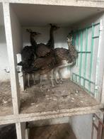 Pauwen te koop, Dieren en Toebehoren, Vogels | Duiven, Geslacht onbekend, Overige soorten