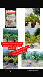 Promotiekorrel + palm-/olijfbomen, Tuin en Terras, Brandhout, Ophalen of Verzenden