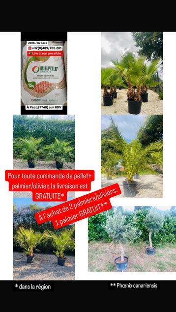 Promotion pellet + palmiers/oliviers, Enlèvement ou Envoi