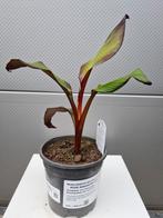 Musa Ensete Maurelli - rode banaanplant, Jardin & Terrasse, Plantes | Arbres, Enlèvement, Ombre partielle