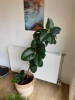 Kamerplant ficus, Huis en Inrichting, Kamerplanten, Ophalen, Ficus