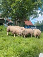 2 schapen bokken te koop, Dieren en Toebehoren, Mannelijk, Schaap, 0 tot 2 jaar