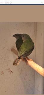 Forbes papegaai amadines, Dieren en Toebehoren, Vogels | Overige Vogels