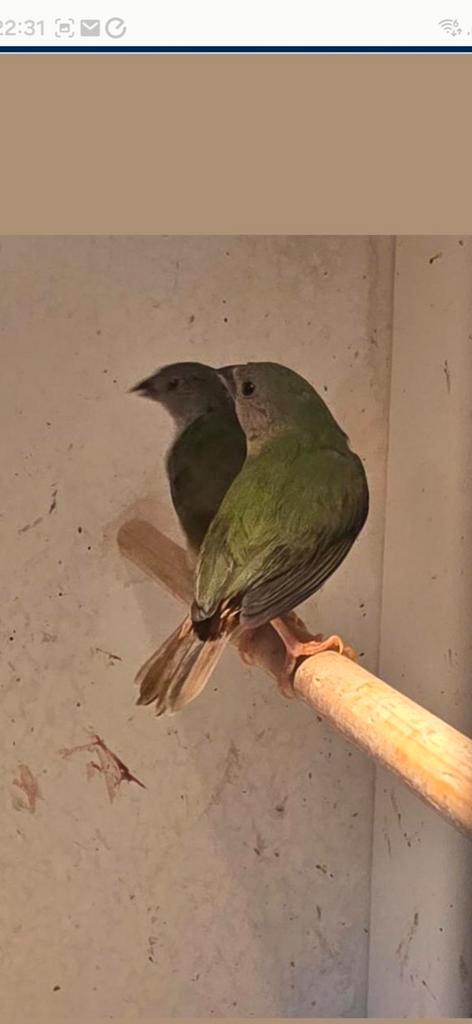 Forbes papegaai amadines, Dieren en Toebehoren, Vogels | Overige Vogels