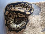 Ballpython black pastel het clown 1.0, Dieren en Toebehoren, Slang, 0 tot 2 jaar