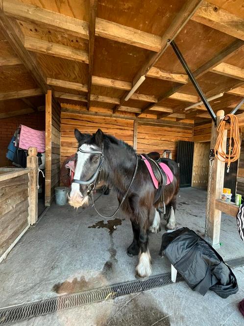 Leuke bijrijder gezocht!, Dieren en Toebehoren, Paarden, Merrie, Niet van toepassing, Minder dan 160 cm, 3 tot 6 jaar, Recreatiepaard