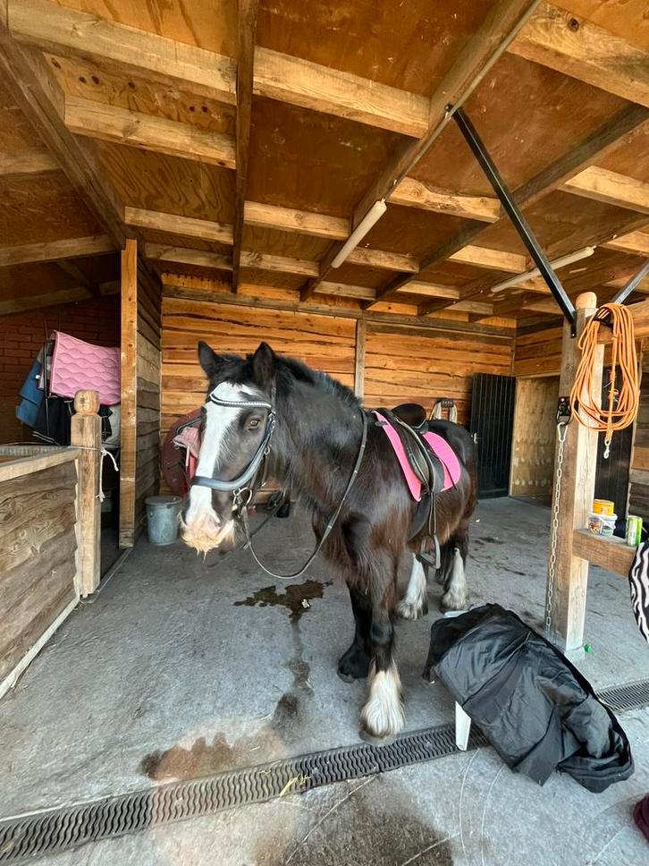 Leuke bijrijder gezocht!, Dieren en Toebehoren, Paarden, Merrie, Niet van toepassing, Minder dan 160 cm, 3 tot 6 jaar, Recreatiepaard