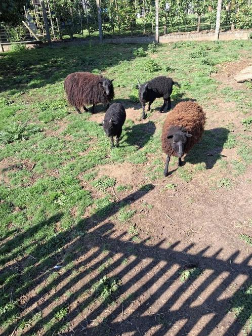 Ouessantschapen, Dieren en Toebehoren, Schapen, Geiten en Varkens, Schaap, Meerdere dieren, 0 tot 2 jaar