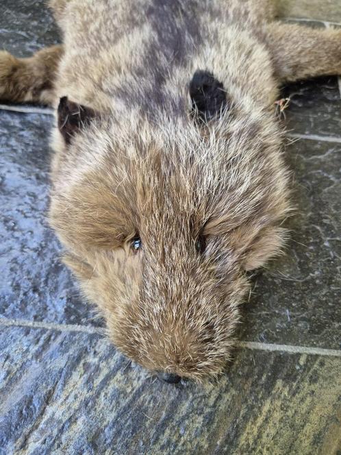Mooie Antieke Bont Stola van Robert Hansen pels, Verzamelen, Dierenverzamelingen, Opgezet dier, Wild dier, Ophalen of Verzenden
