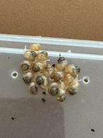 Esargots achatina fullica albinos, Dieren en Toebehoren, Ophalen of Verzenden