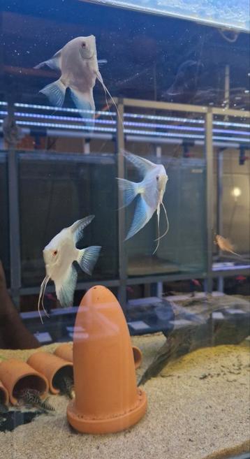 3 Grote Bulgarian Seal Point maanvissen beschikbaar voor biedingen