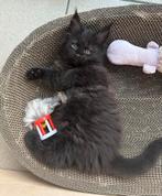 Maine Coon kittens!!!, Dieren en Toebehoren, Poes, Gechipt, 0 tot 2 jaar