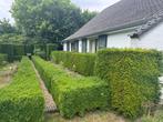 Buxus haag GRATIS zelf uit te graven, Ophalen, Buxus, Haag, Minder dan 100 cm