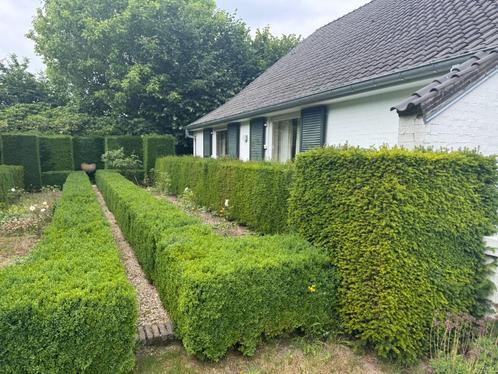 Buxus haag GRATIS zelf uit te graven, Tuin en Terras, Planten | Struiken en Hagen, Haag, Buxus, Minder dan 100 cm, Ophalen