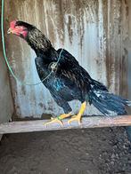 Shamo haan, Animaux & Accessoires