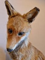 Prachtige vos taxidermie, Verzamelen, Dierenverzamelingen, Ophalen