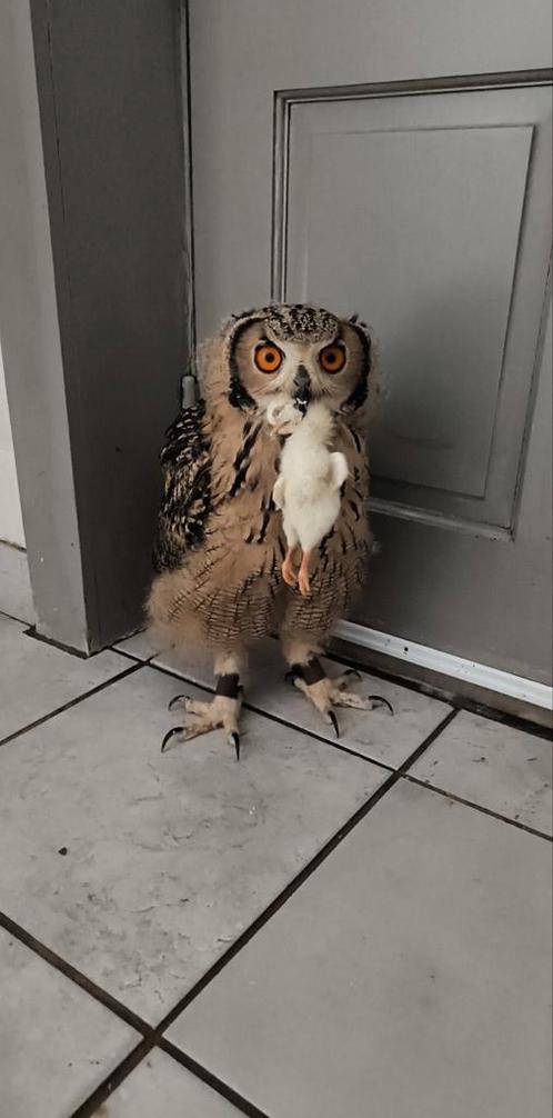 Uilen, Dieren en Toebehoren, Vogels | Overige Vogels, Roofvogel, Geslacht onbekend, Tam, Geringd