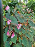 Begonia grandis Sapporo, Enlèvement