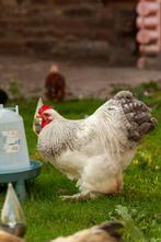 Mooie Brahma kriel, Dieren en Toebehoren, Pluimvee, Mannelijk, Kip