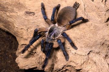 Monocentropus Balfouri beschikbaar voor biedingen