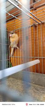 Harlekijn kanariekooi, Dieren en Toebehoren