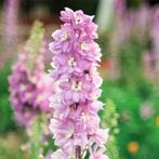 Delphinium Cherry Blossum, Tuin en Terras, Ophalen