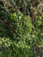 Lot de buis, Tuin en Terras, Planten | Tuinplanten, Ophalen