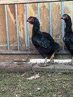 Full black yamato hennen, Dieren en Toebehoren, Pluimvee