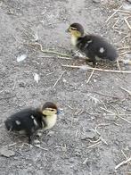 Koppel barberie muskus eenden met 4 kuikens, Dieren en Toebehoren, Pluimvee