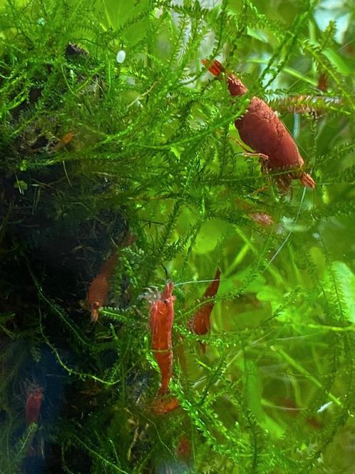 Red sakura garnalen, Dieren en Toebehoren, Vissen | Aquariumvissen, Zoetwatervis, Kreeft, Krab of Garnaal, Schoolvis