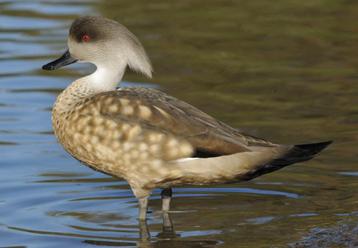 Sier watervogels 