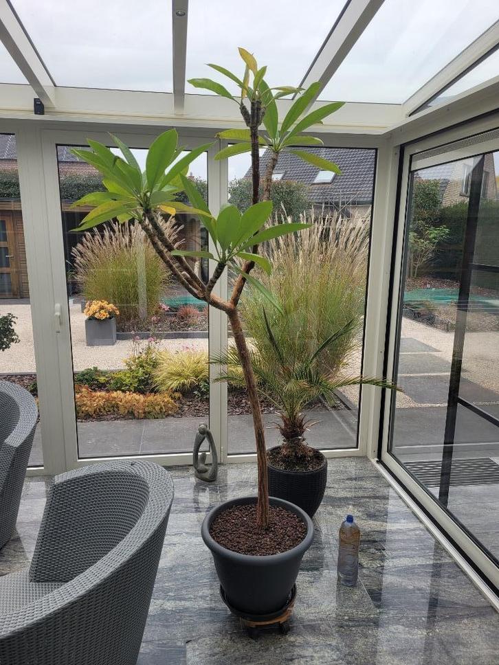 Oleander Plumeria, Tuin en Terras, Planten | Tuinplanten, Vaste plant, Overige soorten, Volle zon, Zomer, Ophalen