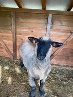 Schaap bok, Dieren en Toebehoren, Schapen, Geiten en Varkens