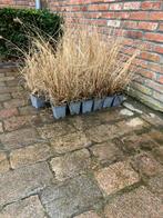 Pennisetum alopecuroides Hameln, Tuin en Terras, Ophalen