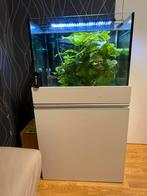 Aquarium 100 L met 15 tal corydoras, Ophalen, Gebruikt, Gevuld zoetwateraquarium