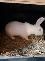 2 mooie grote wit van dendermonde voedsters, Dieren en Toebehoren, Vrouwelijk, Groot, 0 tot 2 jaar