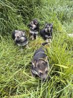 Duitse herder pups, Dieren en Toebehoren, Honden | Herdershonden en Veedrijvers, België, CDV (hondenziekte), 8 tot 15 weken, Meerdere
